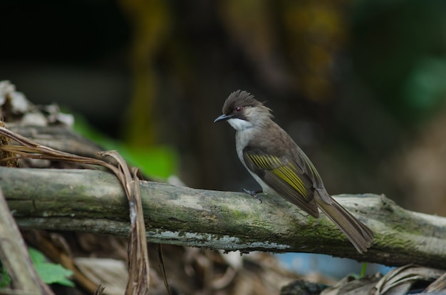 Aschiger Bulbul, der auf der Niederlassung hockt