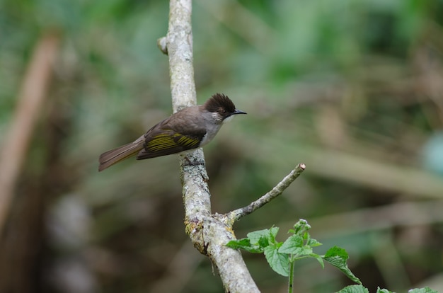 Aschiger Bulbul, der auf der Niederlassung hockt