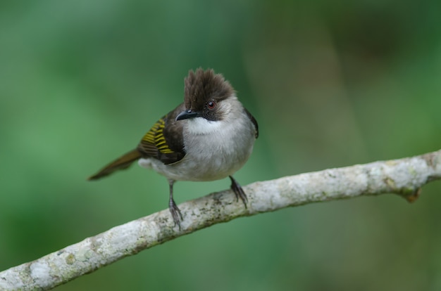 Aschiger Bulbul, der auf der Niederlassung hockt