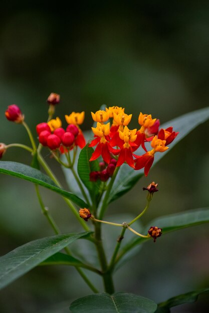 Asclepia Flores vermelhas e amarelas