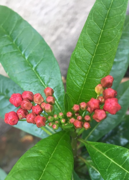 Asclepia Rote und gelbe Blüten