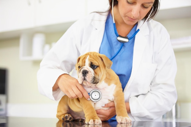 Foto asegurándose de que sea un niño pequeño y saludable captura recortada de un veterinario tratando de escuchar los latidos del corazón de un cachorro de bulldog