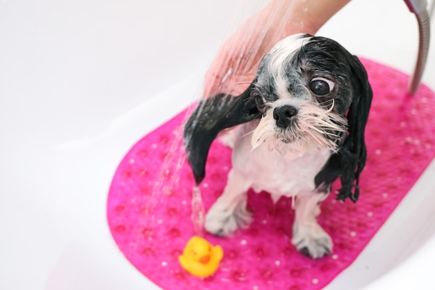 Aseo. Bañar al perro en la ducha. Perro mojado se baña. Cuidado de mascotas.