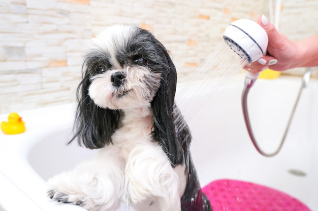 Aseo. Bañar al perro en la ducha. Perro mojado se baña. Cuidado de mascotas.