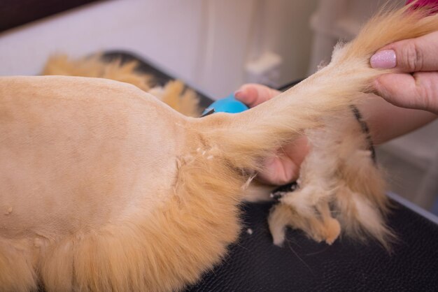 Aseo de gato con herramienta para perder pelo. concepto de medicina, mascotas, animales, cuidado de la salud y personas.