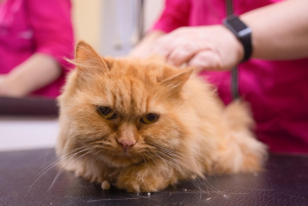 Aseo de gato con herramienta para perder pelo. concepto de medicina, mascotas, animales, cuidado de la salud y personas.