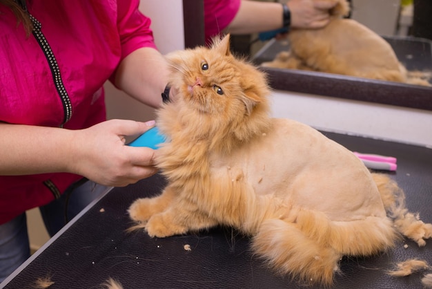 Aseo de gato con herramienta para perder pelo. concepto de medicina, mascotas, animales, cuidado de la salud y personas.