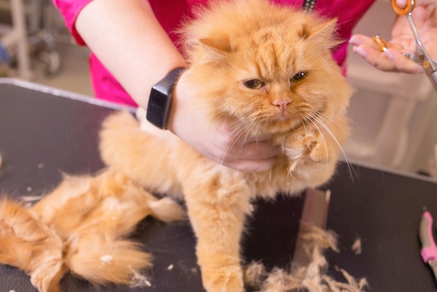 Aseo de gatos en el salón de belleza para mascotas, el mago usa las tijeras para recortar la cola