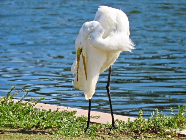 El aseo de la gran garza