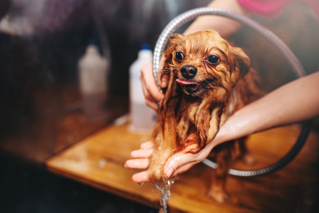 Aseo de mascotas, lavado de perros en el salón de peluquería. Novio y peinado profesional para animales domésticos