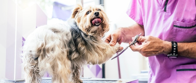 Aseo de un perrito en una peluquería para perros.