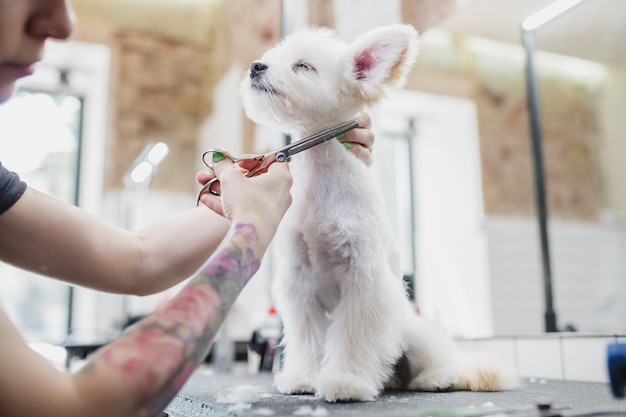 Aseo de perros y animales pequeños en el salón de peluquería foto de alta calidad