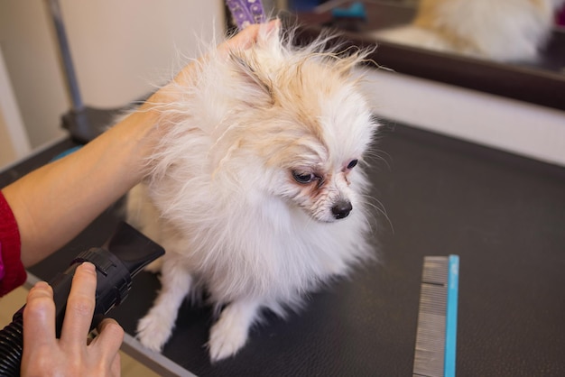 Aseo de perros Spitz Pomerania en la cabina.