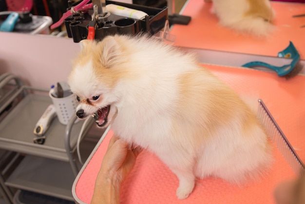 Aseo de perros Spitz Pomerania en la cabina.