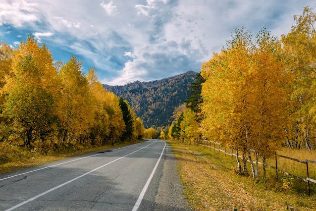 Asfalte a estrada da montanha entre os vidoeiros amarelos do outono e as rochas altas sob o céu nebuloso bonito.