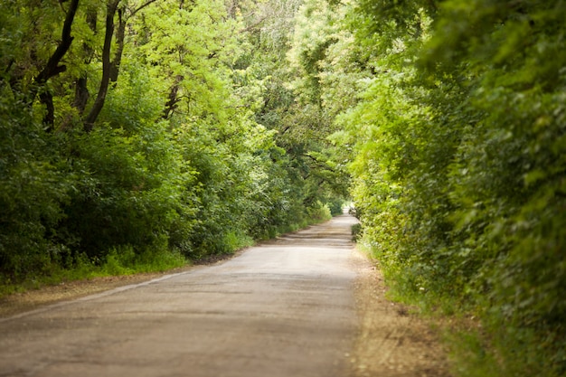 Asfalto sinuoso camino en un bosque verde haya