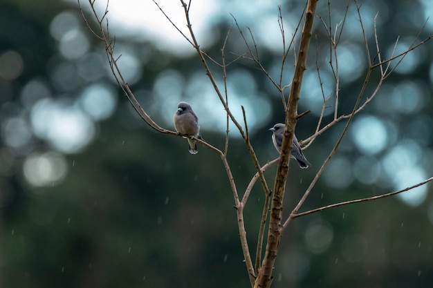 Ash woodswallows no ramo