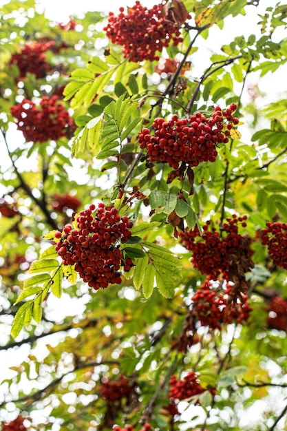 Ashberry con hojas sobre fondo de cielo