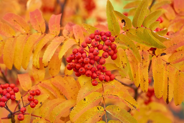 Ashberry rojo en el otoño con hojas amarillas al atardecer.