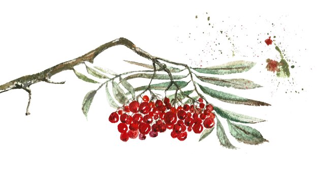 Foto ashberry-zweig auf weißer hintergrundaquarellillustration