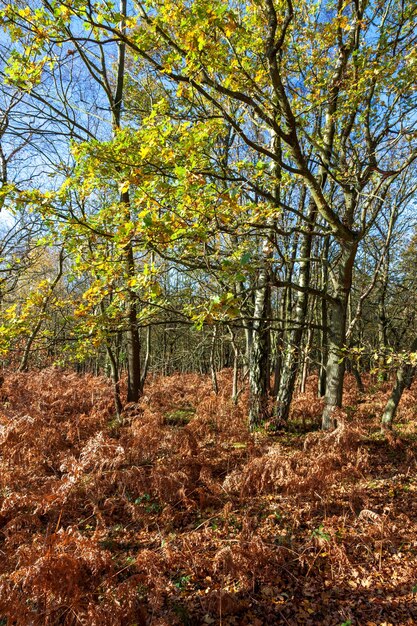 Ashdown Forest en un soleado día otoñal