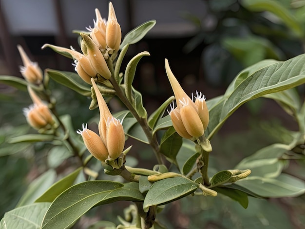 Ashwagandha Withania somnifera in der Wildnis