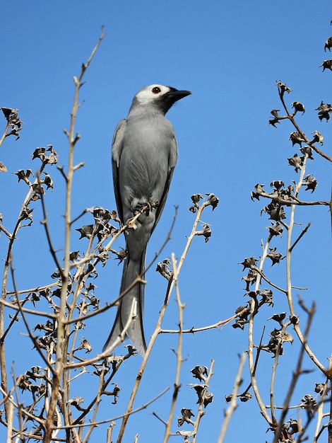 Foto ashy drongo se alzaba en un ramo de flores secas