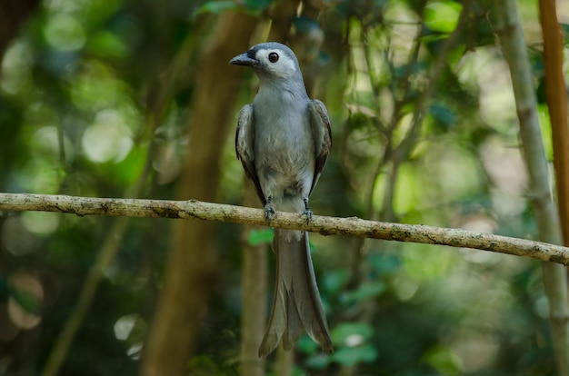 Ashy Drongo pájaro posado en una rama