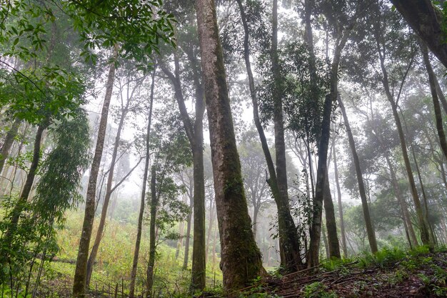 Foto asia bosques coloridos en otoño vida silvestre y el medio ambiente de la naturaleza preservar el concepto de la selva tropical por la mañana con niebla paisaje al aire libre terapia de la naturaleza o acampada de aventura en vacaciones