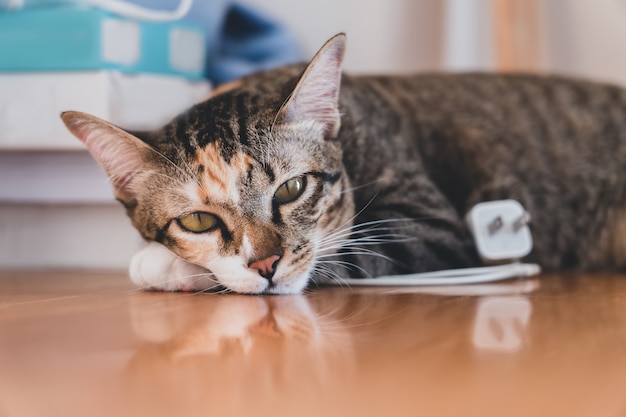 Asia gato atigrado de pelo corto acostado dormir en la mesa