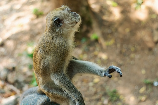 Foto Ásia macaco vida selvagem