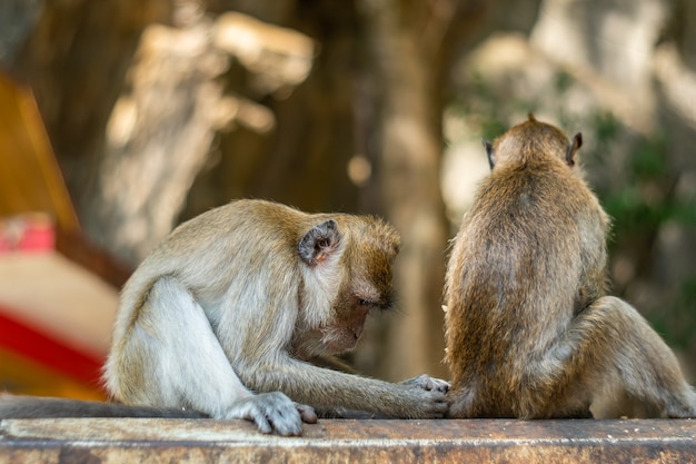 Asia mono vida silvestre, cuidado y concepto de familia.