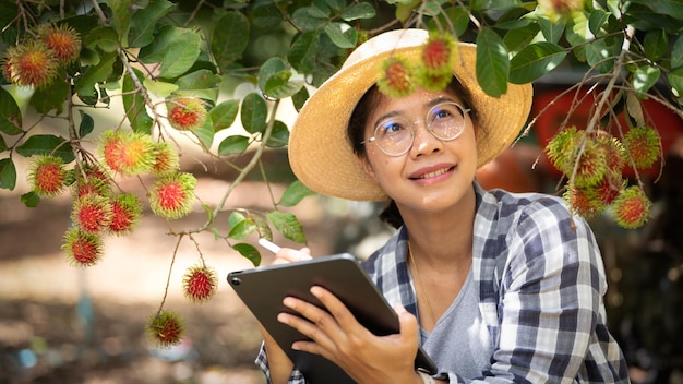 Asia Mujer agricultora Fruta de rambután Agricultor Comprobación de la calidad del producto Rambután usando tabet o teléfono inteligente agricultora sosteniendo rambután de la agricultura orgánica Jardín verde