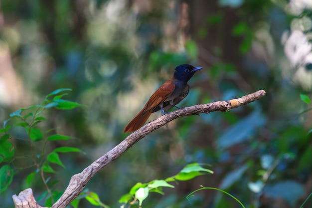 Asia Paradise flycatcher posado en una rama