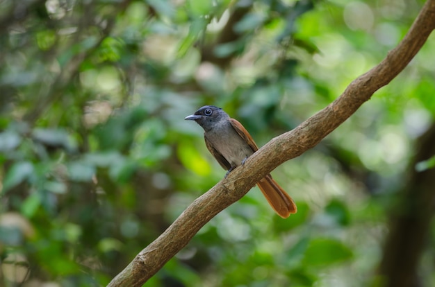 Asia Paradise flycatcher posado en una rama