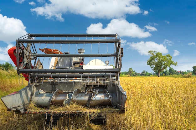 Foto asia y la temporada de cosecha cosecha de trigo de arroz en la granja