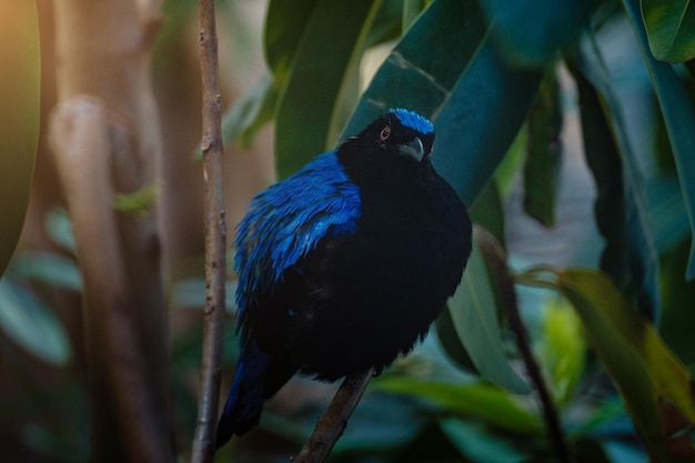 Asian Fairybluebird auf den Zweigen Fairy Blue Bird im Dschungel Asian Fairy Bluebird im Indoor-Regenwald