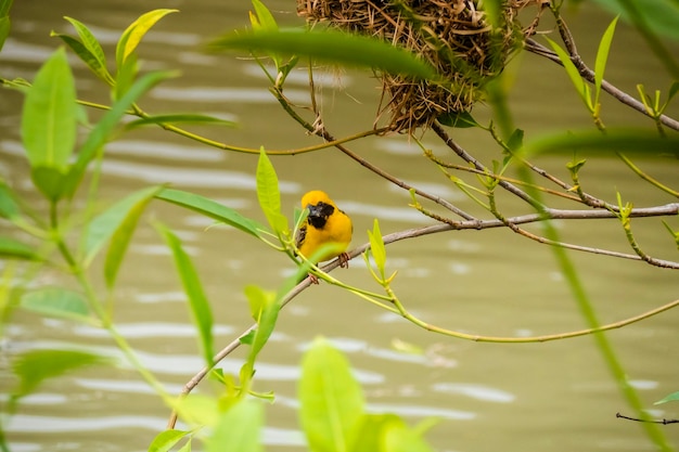 Asian Golden Weaver donde se posan sobre el tallo de la hierba en el campo de arroz Ploceus hypoxanthus pájaro en el bosque tropical