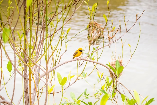 Asian Golden Weaver donde se posan sobre el tallo de la hierba en el campo de arroz Ploceus hypoxanthus pájaro en el bosque tropical