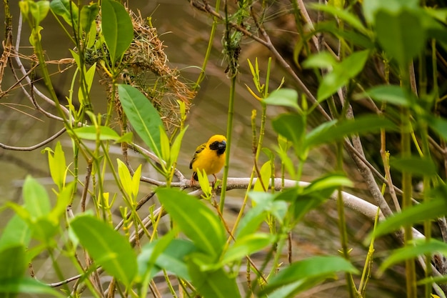 Asian Golden Weaver donde se posan sobre el tallo de la hierba en el campo de arroz Ploceus hypoxanthus pájaro en el bosque tropical