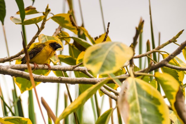 Foto asian golden weaver donde se posan sobre el tallo de la hierba en el campo de arroz ploceus hypoxanthus pájaro en el bosque tropical