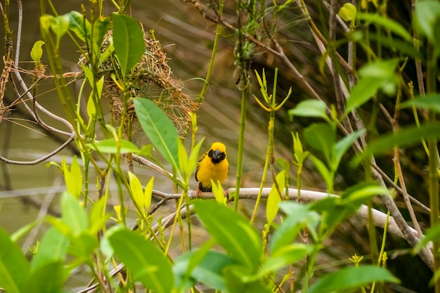 Asian Golden Weaver donde se posan sobre el tallo de la hierba en el campo de arroz Ploceus hypoxanthus pájaro en el bosque tropical