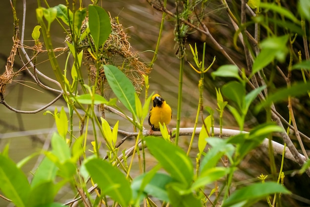 Asian Golden Weaver donde se posan sobre el tallo de la hierba en el campo de arroz Ploceus hypoxanthus pájaro en el bosque tropical