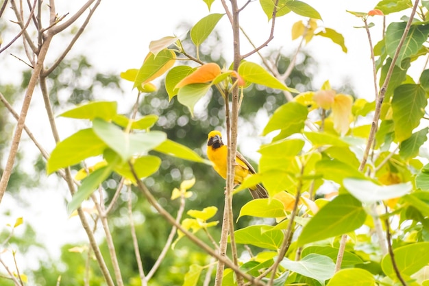 Foto asian golden weaver donde se posan sobre el tallo de la hierba en el campo de arroz ploceus hypoxanthus pájaro en el bosque tropical