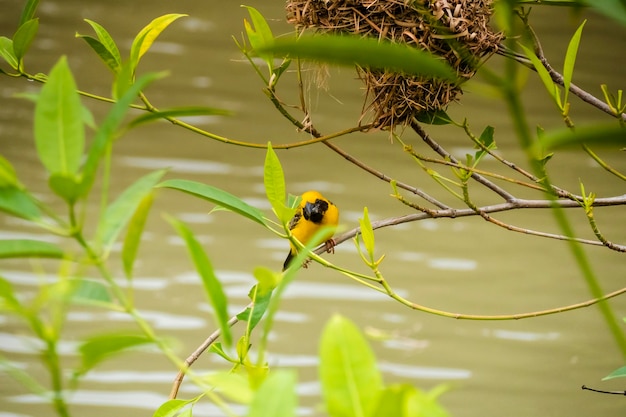 Foto asian golden weaver donde se posan sobre el tallo de la hierba en el campo de arroz ploceus hypoxanthus pájaro en el bosque tropical