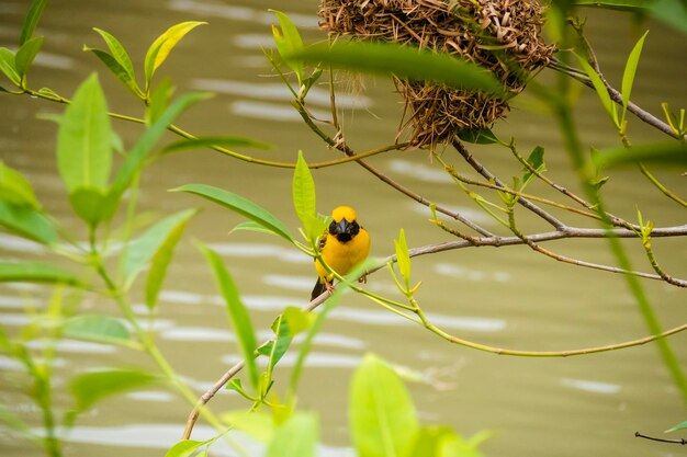 Asian Golden Weaver donde se posan sobre el tallo de la hierba en el campo de arroz Ploceus hypoxanthus pájaro en el bosque tropical