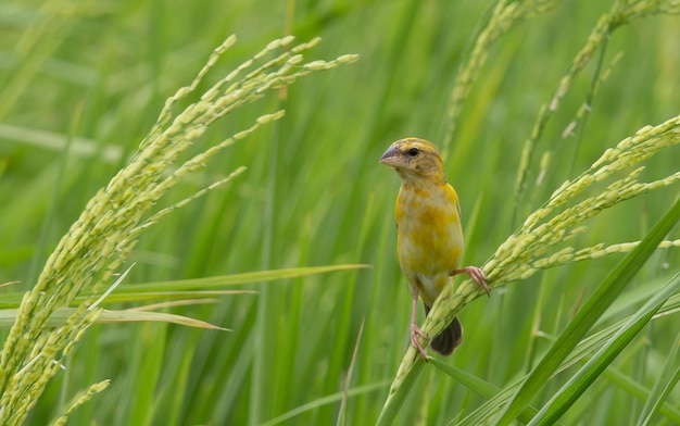 Foto asian golden weaver hembra en el campo de arroz en tailandia