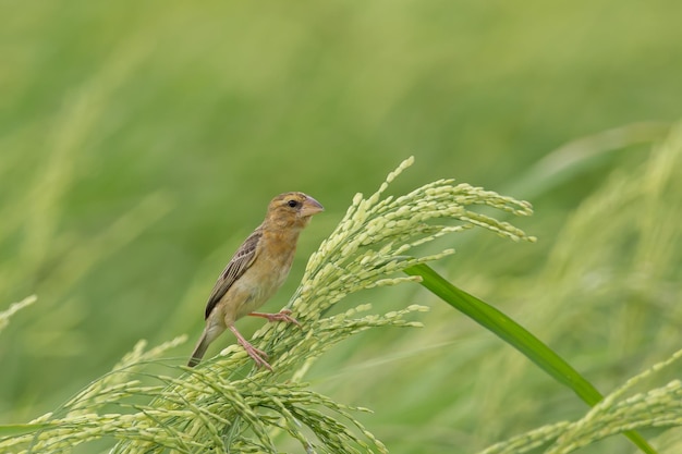 Asian Golden Weaver hembra en el campo de arroz en Tailandia