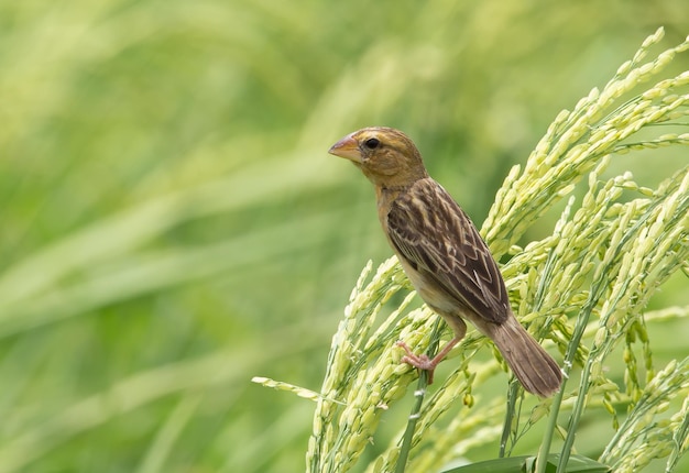 Asian Golden Weaver hembra en el campo de arroz en Tailandia