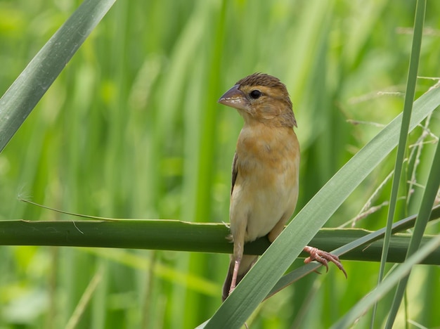 Asian Golden Weaver hembra en el campo de arroz en Tailandia